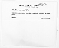 Image of Tuber excavatum